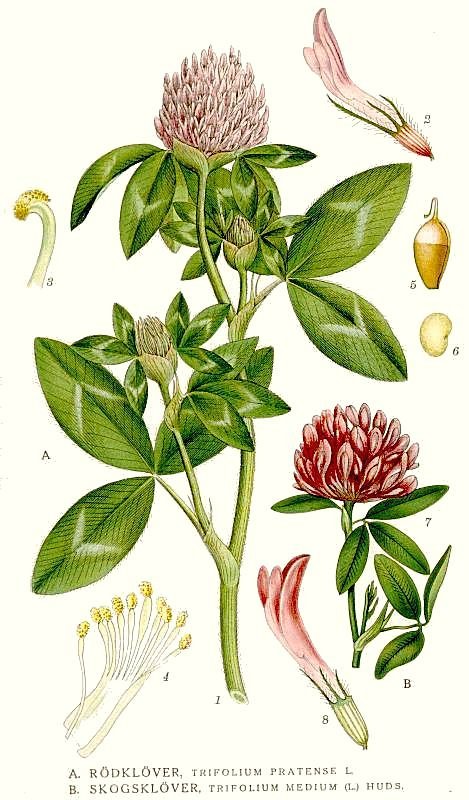 clover-trifolium_pratense.jpg