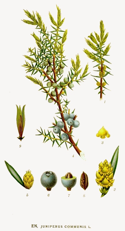 juniper-juniperus_communis.jpg